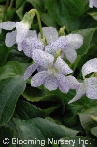 Viola sororia 'Freckles'                     